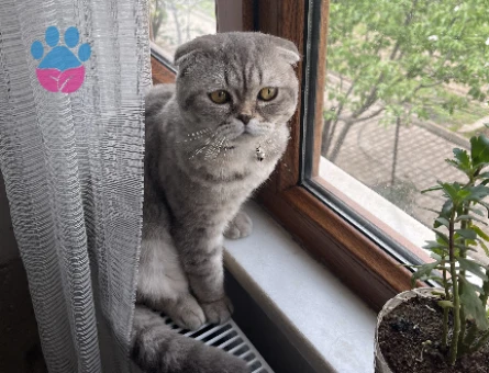 British Shorthair Mızmız Eş Arıyor