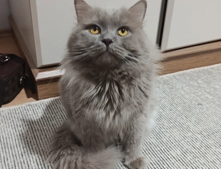British Longhair 1.5 yaşında Kedime Eş Arıyorum - 118982827