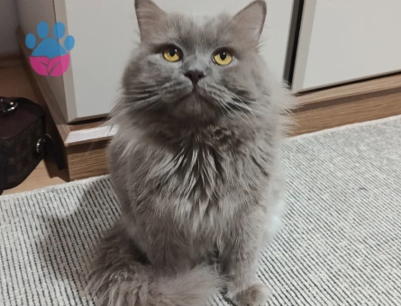 British Longhair 1.5 yaşında Kedime Eş Arıyorum - 118982827