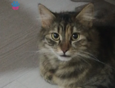 2 Yaşında Tekir Dişi Kedi – Çiftleşme İçin Erkek Kedi Aranıyor - 118982835