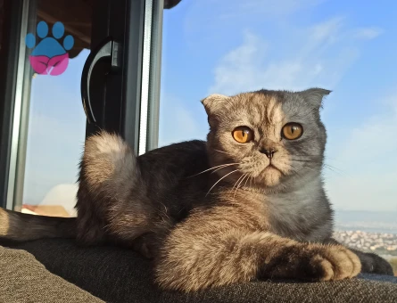 Scottish Dişi Kedimize Eş Arıyoruz