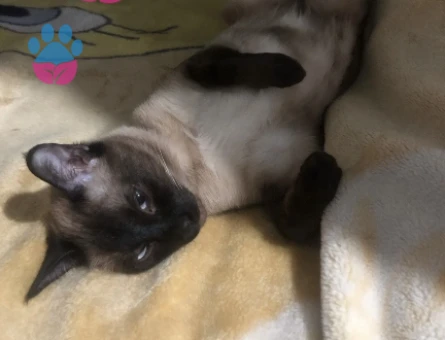 Siyam kedime dişi arıyoruz