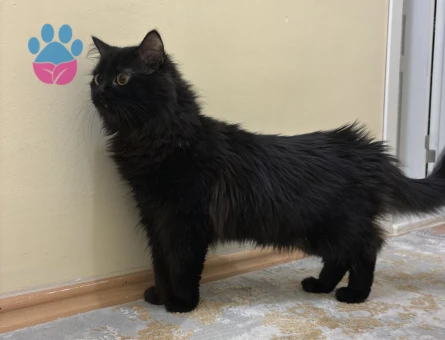 Gecelerin maskeli belası osimhen eş arıyor