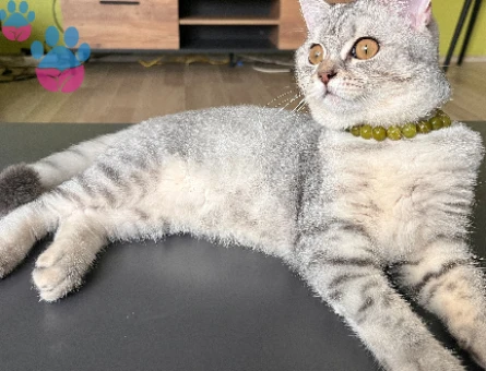1 yaşında british shorthair silver Kedim için erkek eş arıyorum.