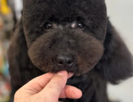 Toy poodle Max 1 Yaşında Eş Arıyor - 118982990