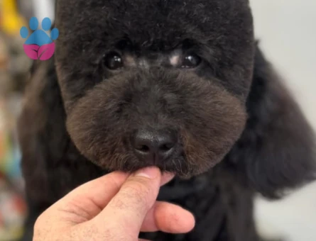 Toy poodle Max 1 Yaşında Eş Arıyor