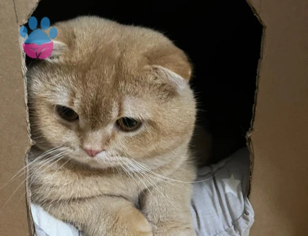 Dişi kedi arıyoruz