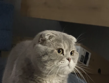 Scottish Fold Gofrete hanım bakıyoruz - 118983003