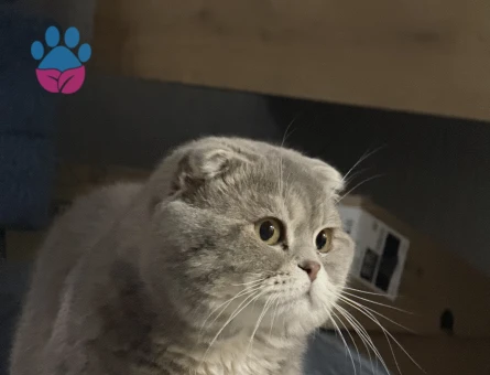 Scottish Fold Gofrete hanım bakıyoruz