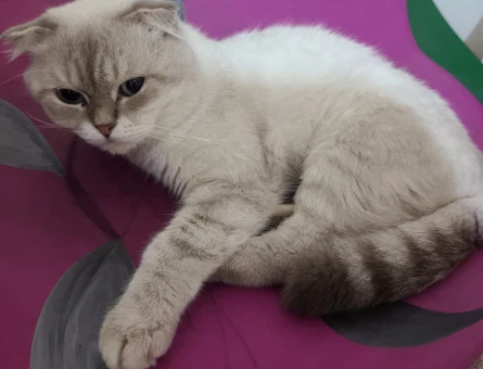 Scottish Fold Kedim Eş Arıyor - 118983020