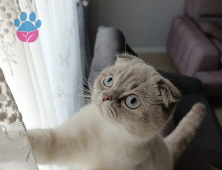 1 Yaşındaki Blue point scotish fold kırması kızıma eş arıyorum