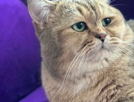 British Shorthair Golden Erkek Kedime Eş Arıyorum - 118983156