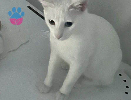 10 aylık dişi Van kırması kedime çiftleşmek için sağlıklı ve aşılı eş arıyoruz.