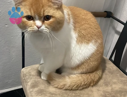 British shortair 1 Yaşında Eş Arıyor