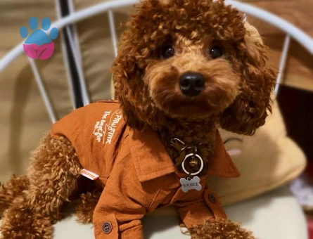 Oğlum gelin adaylarını arıyor