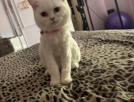 Exotic Shorthair Kedime Eş arıyoruz - 118983267