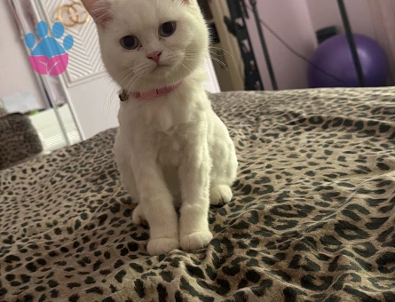 Exotic Shorthair Kedime Eş arıyoruz - 118983267