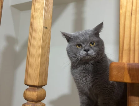 British Shorthair Kedime Eş Arıyorum - 118983303