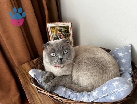 SCOTTİSH FOLD 2 YAŞINDA OĞLUMUZ OLLİE EŞ ARIYOR