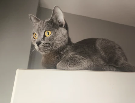 British Shorthair Kedim Kızgınlıkta - 118983446