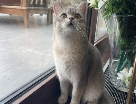 British Shorthair Oğlumuza Dişi Eş Arıyoruz - 118983479