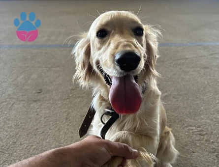 Golden Retriever 1,5 Yaşında Eş Arıyor - 118983620