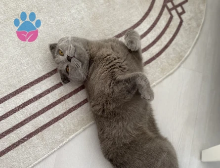 Scottish Fold 10 Aylık Oğlumu Çiftleştirmek İStiyorum - 118983661