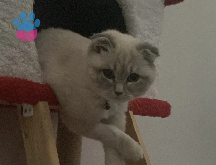 Scottısh blue point kızıma eş arıyorum