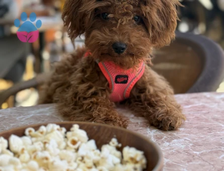 Toy Poodle 1,5 Yaşında Eş Arıyor