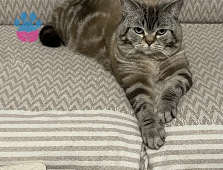 1,5 yaşında british Shorthair Kedim Eş Arıyor