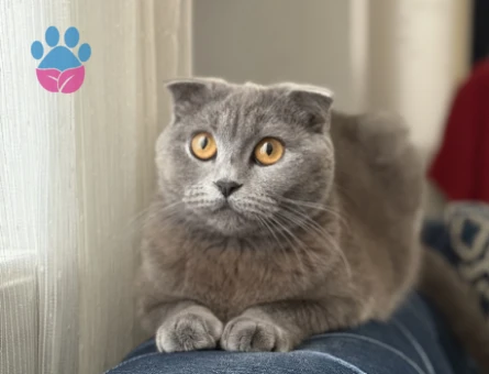 Scottish Fold Cindy hanıma damat arıyorum