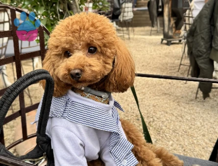 4 kg ERKEK TOY POODLE Kızgınlıkta