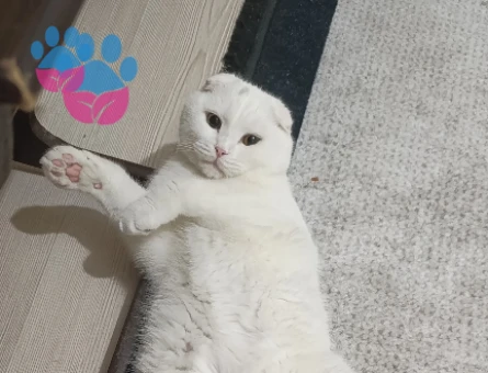 Scottish Fold Oğluma Eş Arıyorum