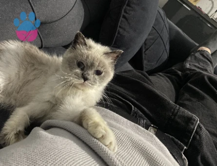 1 Yaşında British Shorthair Dİşi Kızgınlıkta