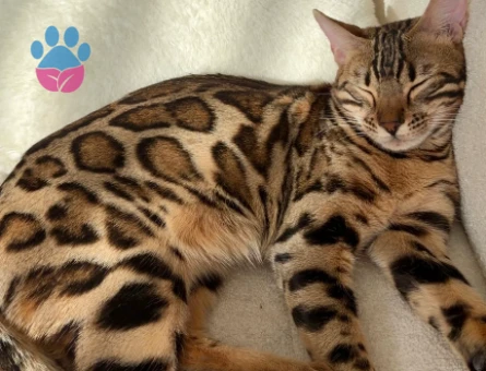 Bengal kızıma eş arıyorum