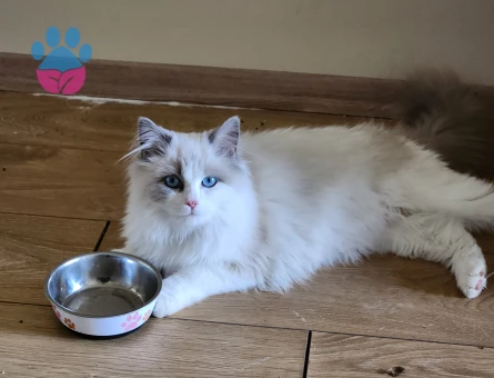 3 yaşında ragdoll Dişi Kızgınlıkta