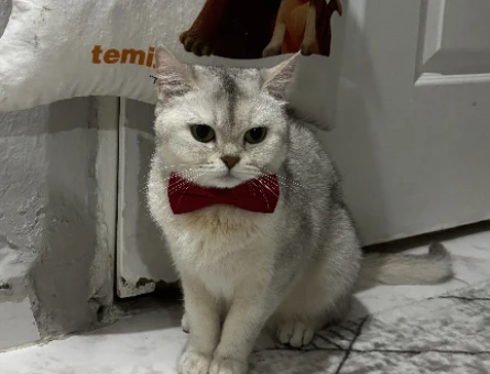 Kızım miaya eş arıyorum - 118983966