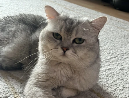 British Shorthair Avi Dişi partnerini arıyor - 118984031