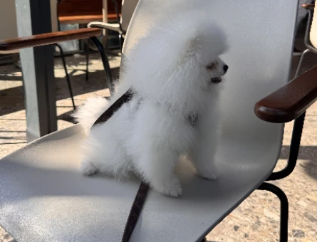 Pomeranian Boo Leo Eş Arıyor - 118984067