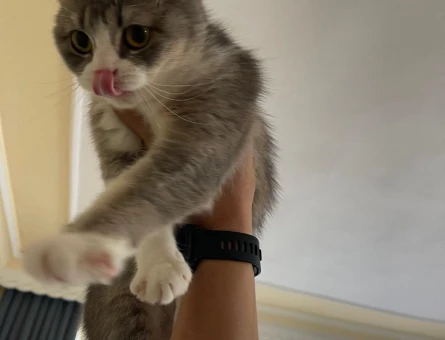 British Shorthair Kedime Erkek kedi aranıyor - 118984098