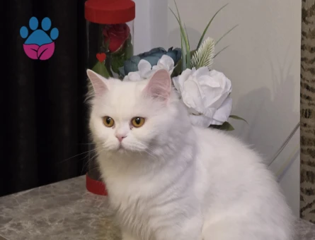 British longhair  dişi 1.5 Yaşında Eş Arıyor kızanda - 118984112