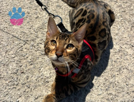 Bengal Kedi Çiftleştirme - 118984116