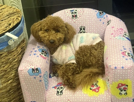 Toy Poodle 1 Yaşında Eş Arıyoruz - 118984128