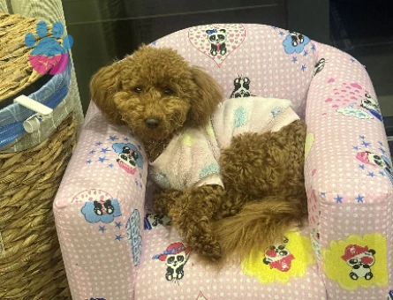 Toy Poodle 1 Yaşında Eş Arıyoruz - 118984128