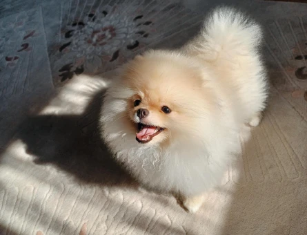 Tea-Cup Pomeranian (Boo) Erkek Köpeğim İçin Uygun Dişi Eş Aranıyor! - 118984139
