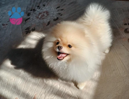 Tea-Cup Pomeranian (Boo) Erkek Köpeğim İçin Uygun Dişi Eş Aranıyor! - 118984139