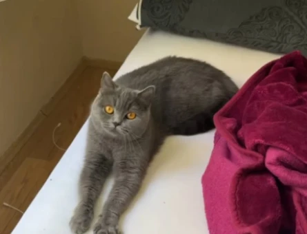 British Shorthair 1 Yaşında Eş Arıyor - 118984142