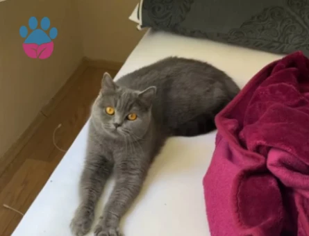 British Shorthair 1 Yaşında Eş Arıyor - 118984142