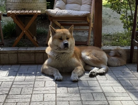 Akita Inu Alex Eş Arıyor - 118984192
