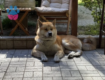 Akita Inu Alex Eş Arıyor - 118984192